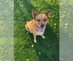 Miss Roxy - Female Mutt Dog for Adoption - Small photo