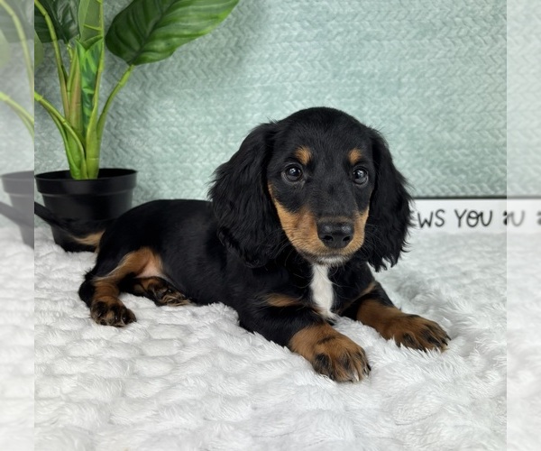 Medium Photo #3 Dachshund Puppy For Sale in FRANKLIN, IN, USA