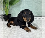 Small #2 Dachshund