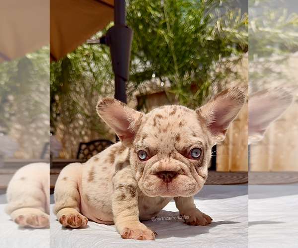 Medium Photo #2 French Bulldog Puppy For Sale in SACRAMENTO, CA, USA