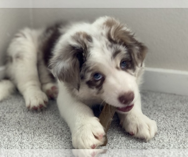 Medium Photo #4 Border Collie Puppy For Sale in EVERETT, WA, USA