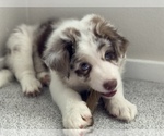 Small Photo #4 Border Collie Puppy For Sale in EVERETT, WA, USA