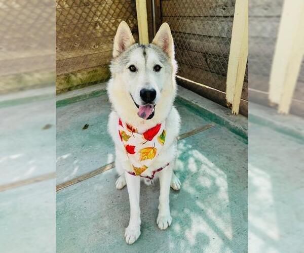 Medium Photo #2 Siberian Husky Puppy For Sale in Santa Barbara, CA, USA