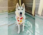 Small #1 Siberian Husky