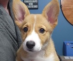 Puppy Izadora Pembroke Welsh Corgi