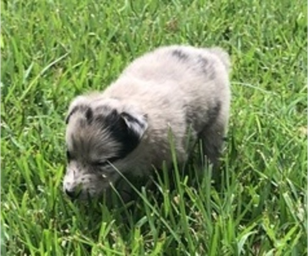 Medium Photo #6 Australian Shepherd Puppy For Sale in SILVER CREEK, MS, USA