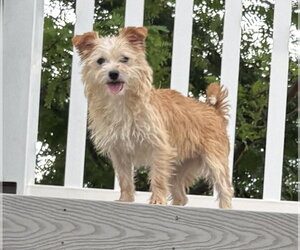 Mutt Dogs for adoption in Sandy, UT, USA
