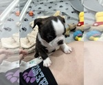 Small #2 Boston Terrier