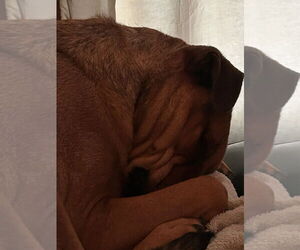 SIMBA - Male Black Mouth Cur-Rhodesian Ridgeback Mix Dog for Adoption - Photo #3