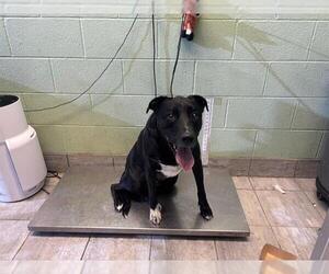 American Staffordshire Terrier Dogs for adoption in Grand Prairie, TX, USA