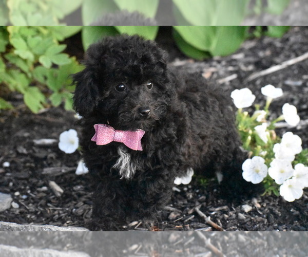 Medium Photo #3 Bichpoo Puppy For Sale in ELDORADO, OH, USA
