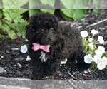 Small #2 Bichpoo