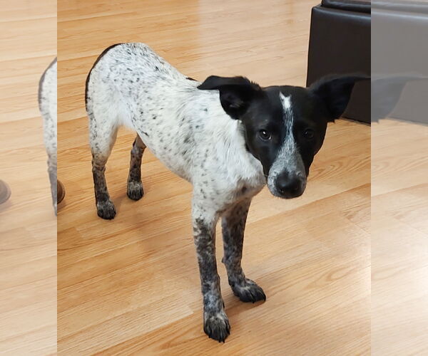 Medium Photo #5 Mutt Puppy For Sale in Westmont, IL, USA