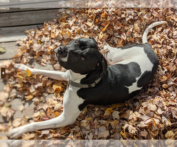 Medium Photo #2 Bulldog-Labrador Retriever Mix Puppy For Sale in Yardley, PA, USA