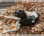 Small Photo #2 Bulldog-Labrador Retriever Mix Puppy For Sale in Yardley, PA, USA