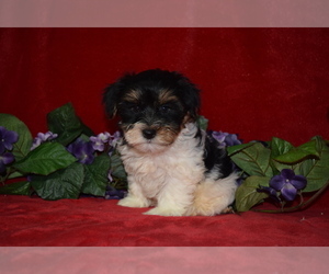 YorkiePoo Puppy for sale in BARNESVILLE, KS, USA