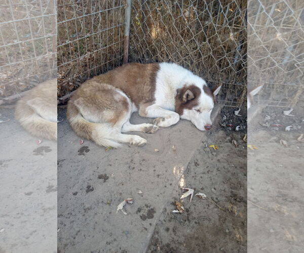Medium Photo #6 Siberian Husky Puppy For Sale in Pacific grove , CA, USA