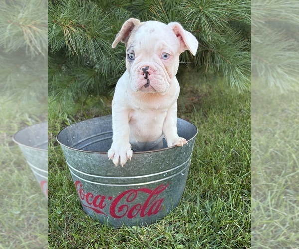 Medium Photo #3 French Bulldog Puppy For Sale in MIDDLEBURY, IN, USA