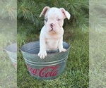 Small #2 French Bulldog