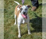 Small #6 American Staffordshire Terrier-Boxer Mix