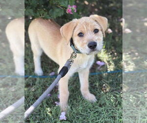 Mutt Dogs for adoption in Rustburg, VA, USA