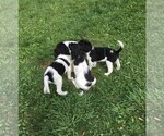 Small Photo #3 STABYHOUN Puppy For Sale in CASSADAGA, NY, USA