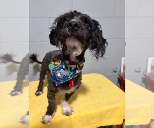 Shih-Poo Dogs for adoption in Mukwonago, WI, USA