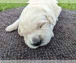 Small Photo #33 Golden Retriever Puppy For Sale in WOOSTER, OH, USA