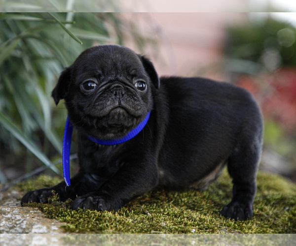 Medium Photo #5 Jug-Pug Mix Puppy For Sale in LIBERTY, KY, USA