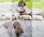 Small Photo #10 Labrador Retriever Puppy For Sale in OLYMPIA, WA, USA