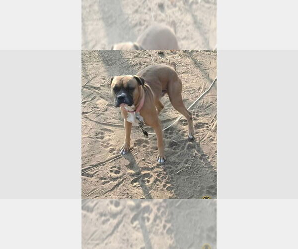 Medium Photo #4 Boxer Puppy For Sale in Austin, TX, USA