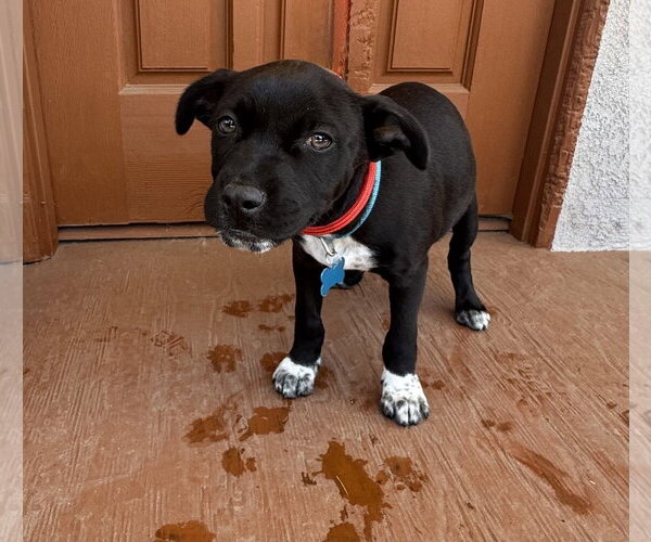 Medium Photo #5 Chihuahua-Unknown Mix Puppy For Sale in Marina Del Rey, CA, USA