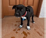 Small Photo #5 Chihuahua-Unknown Mix Puppy For Sale in Marina Del Rey, CA, USA