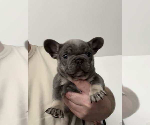 Medium Photo #1 French Bulldog Puppy For Sale in SUMMERVILLE, SC, USA