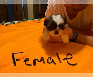 Shih-Poo Puppy for sale in EDMONTON, KY, USA