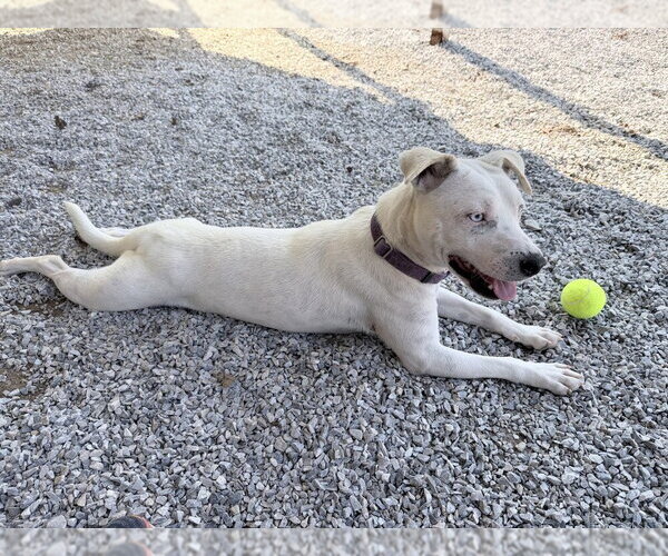 Medium Photo #4 Mutt Puppy For Sale in Elmsford, NY, USA