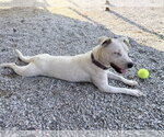Small #3 Mutt