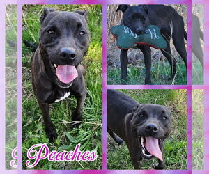 American Staffordshire Terrier-Unknown Mix Dogs for adoption in Blacksburg, SC, USA