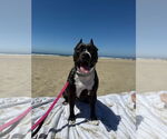 Small #14 American Staffordshire Terrier Mix