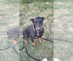 Small #7 Doberman Pinscher