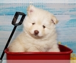 Small Photo #40 Pomeranian-Pomsky Mix Puppy For Sale in RAMSEY, MN, USA