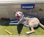 Small #2 Great Dane Mix
