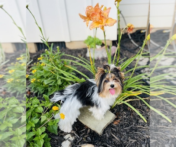 Medium Photo #3 Biewer Terrier Puppy For Sale in CANTON, GA, USA