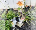 Small #2 Biewer Terrier
