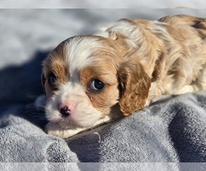 Cavalier King Charles Spaniel Puppy for sale in CARLYLE, IL, USA