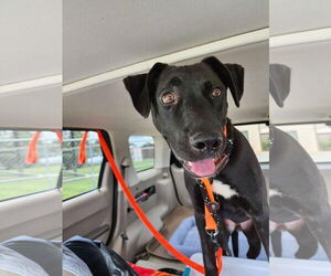 Huskies -Labrador Retriever Mix Dogs for adoption in McDonough, GA, USA