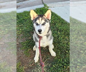 Baja - Female Alusky Dog for Adoption - Photo #2