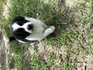 Border Collie Puppy for sale in FORT MYERS, FL, USA