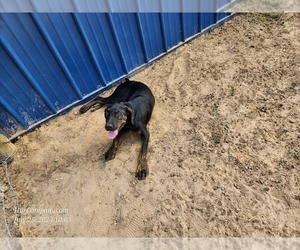 Catahoula Leopard Dog Puppy for sale in CUMBY, TX, USA