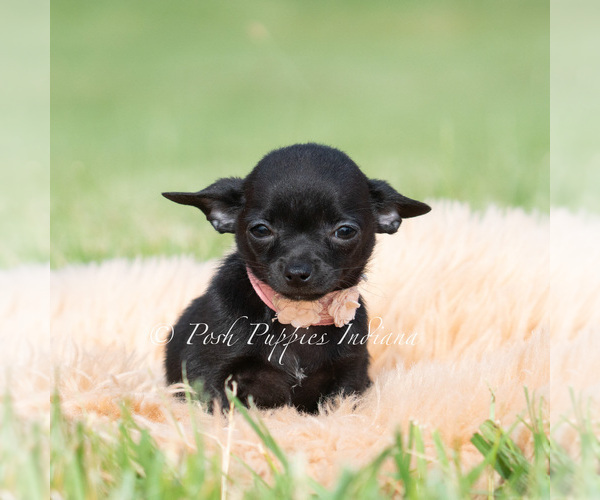 Medium Photo #23 Chihuahua Puppy For Sale in WARSAW, IN, USA